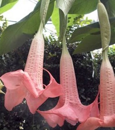 Angel Trumpet Ecuador Pink